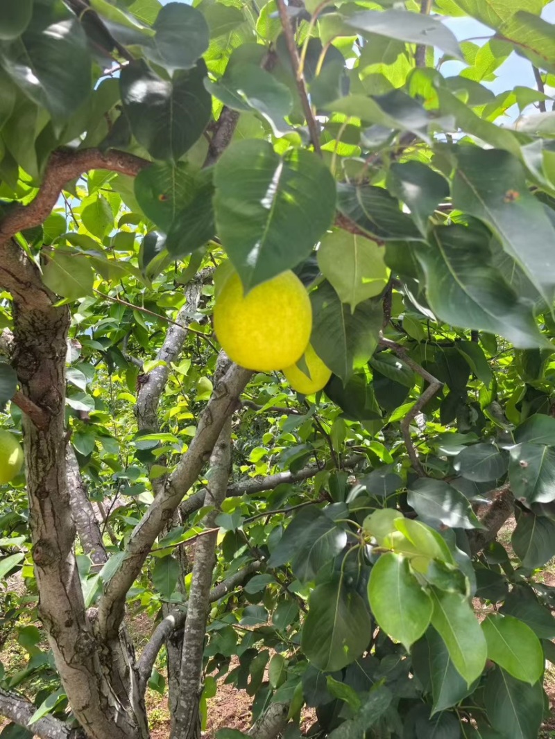 套白袋金花梨大量上市新鲜采摘现发产地一手货源