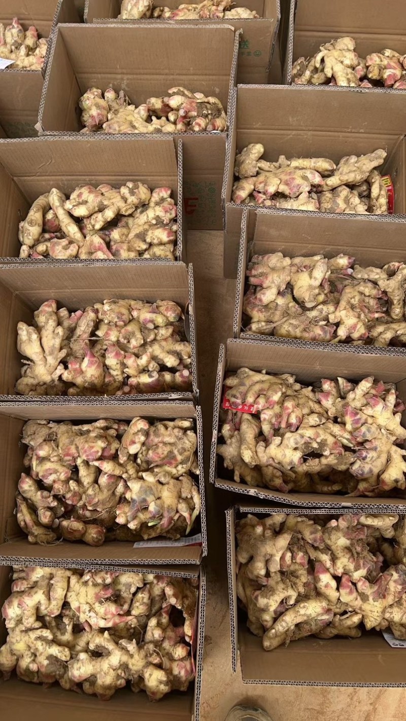 云南文山小黄大量接一件代发，保质保量稳定，日发2w单