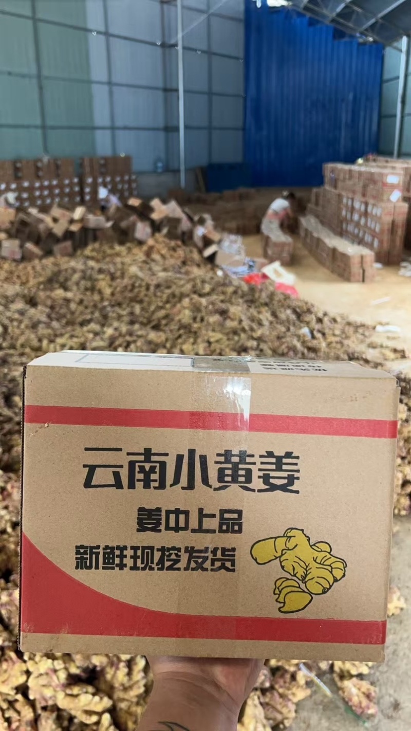 云南文山小黄大量接一件代发，保质保量稳定，日发2w单