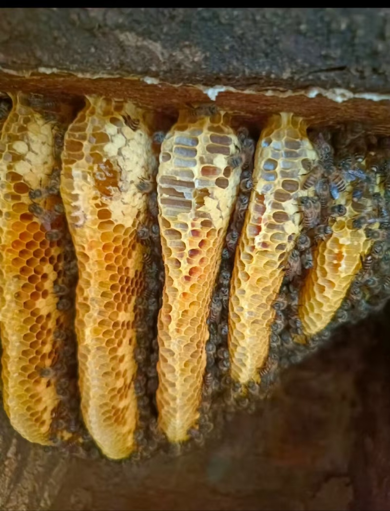 野蜂蜜云南野生蜂蜜，品质保证规格齐全，价格可谈，视频看货