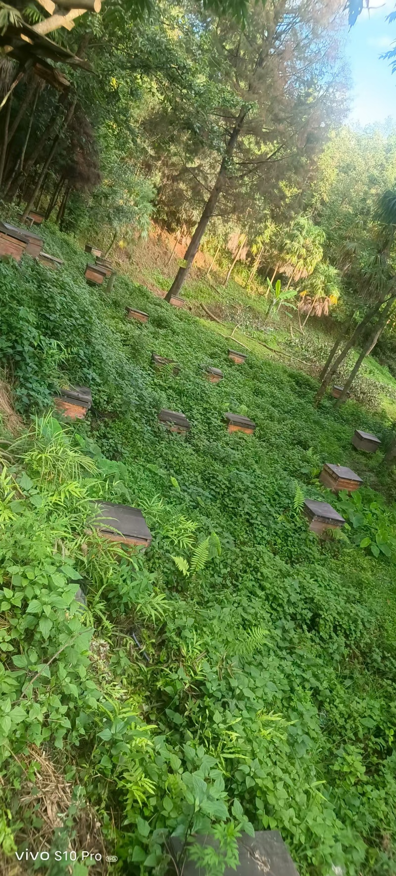野蜂蜜云南野生蜂蜜，品质保证规格齐全，价格可谈，视频看货