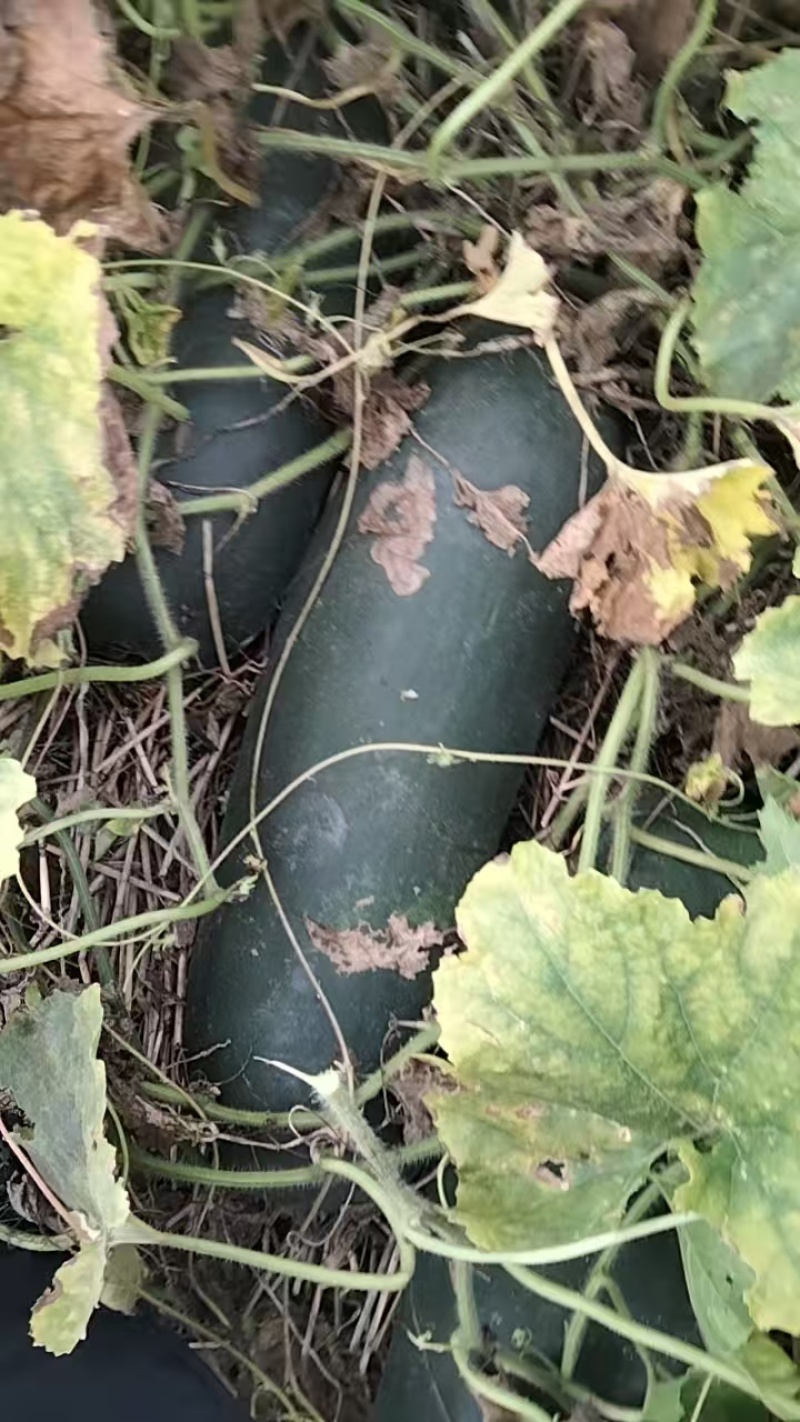 黑皮冬瓜，自产自销，许昌襄县，地头上车，价格可面议，