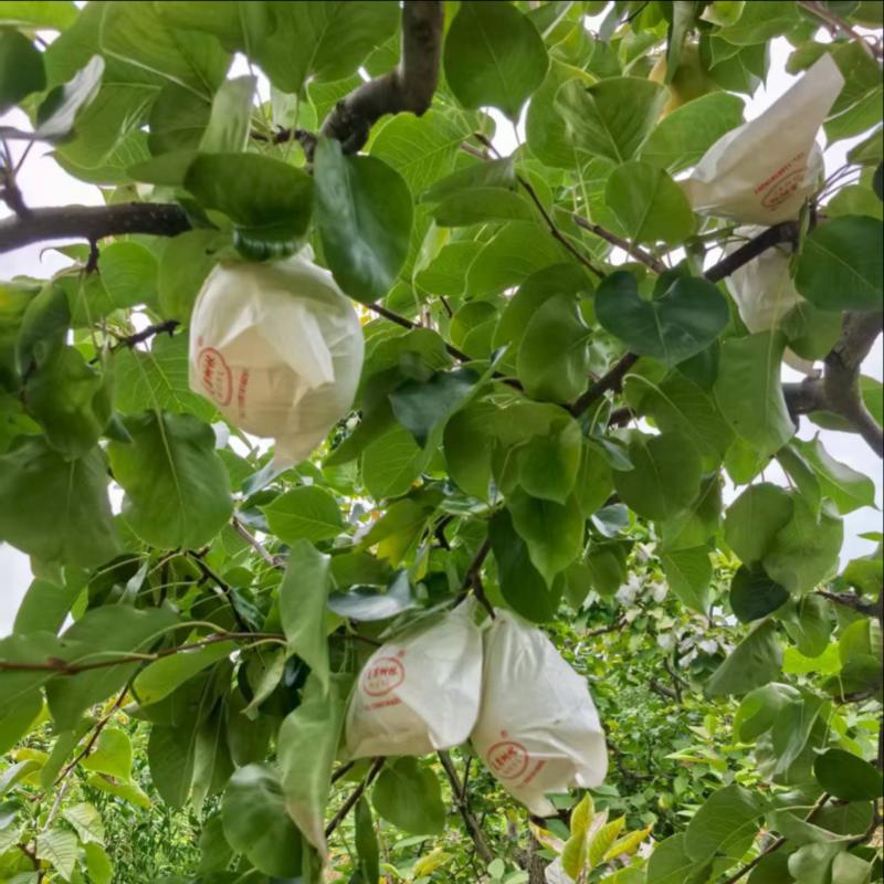 套白袋金花梨大量上市新鲜采摘现发产地一手货源