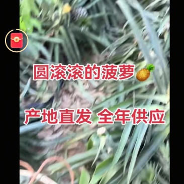 木瓜+火龙果+菠萝
