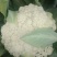精品花菜上市了