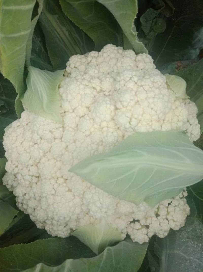 精品花菜上市了