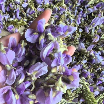 精品野生大葛花