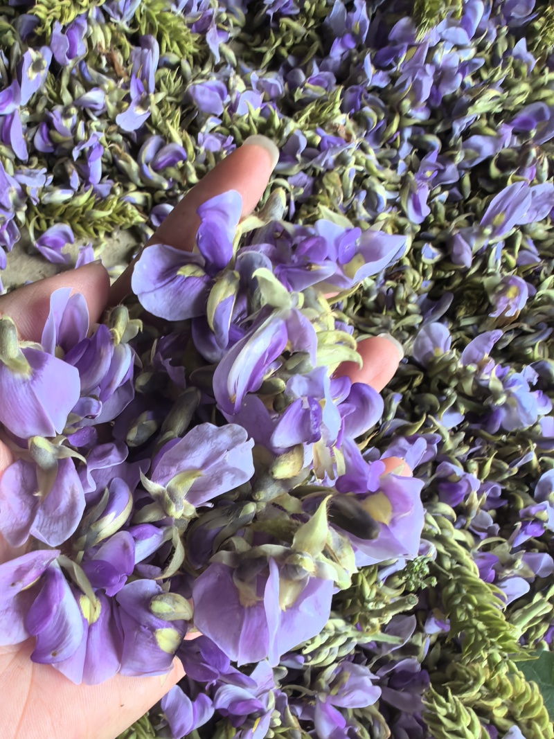 精品野生大葛花