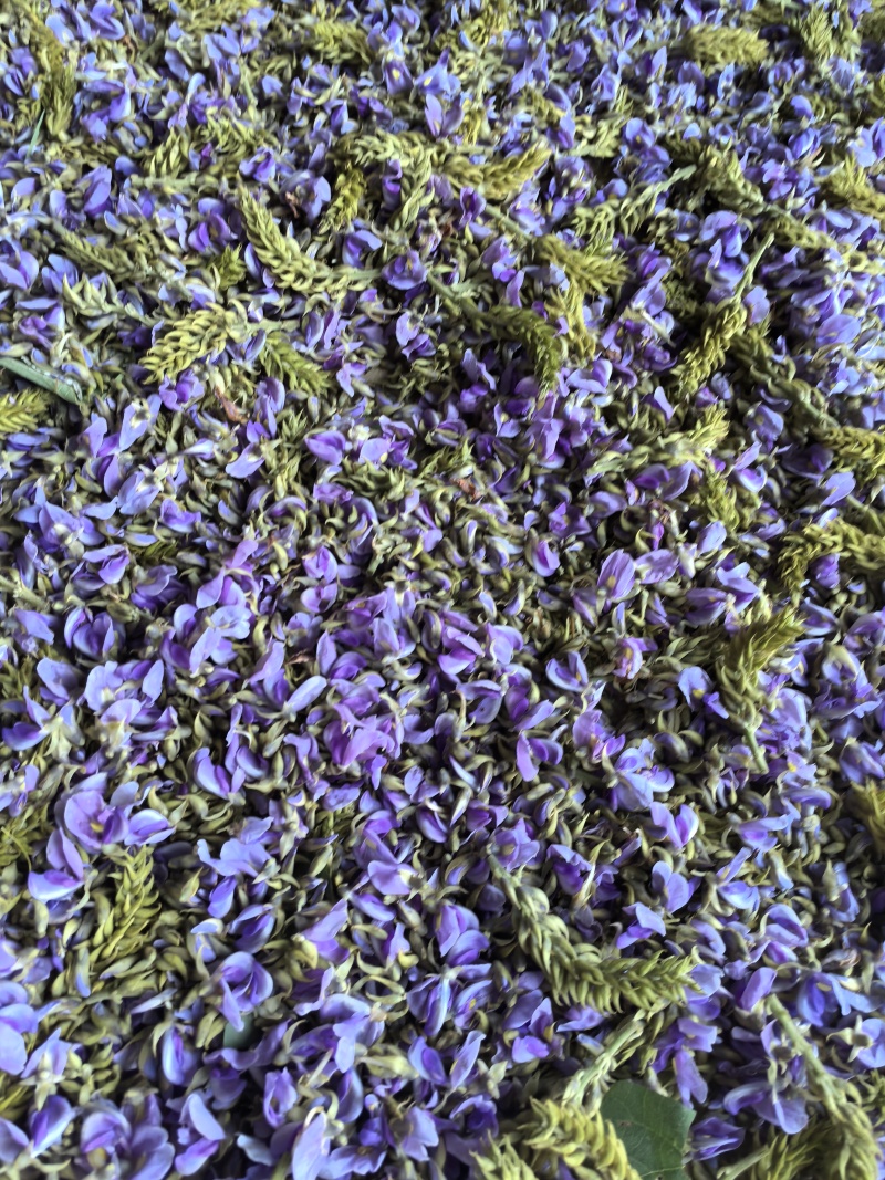 精品野生大葛花