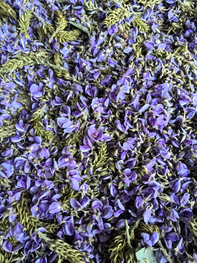 精品野生大葛花
