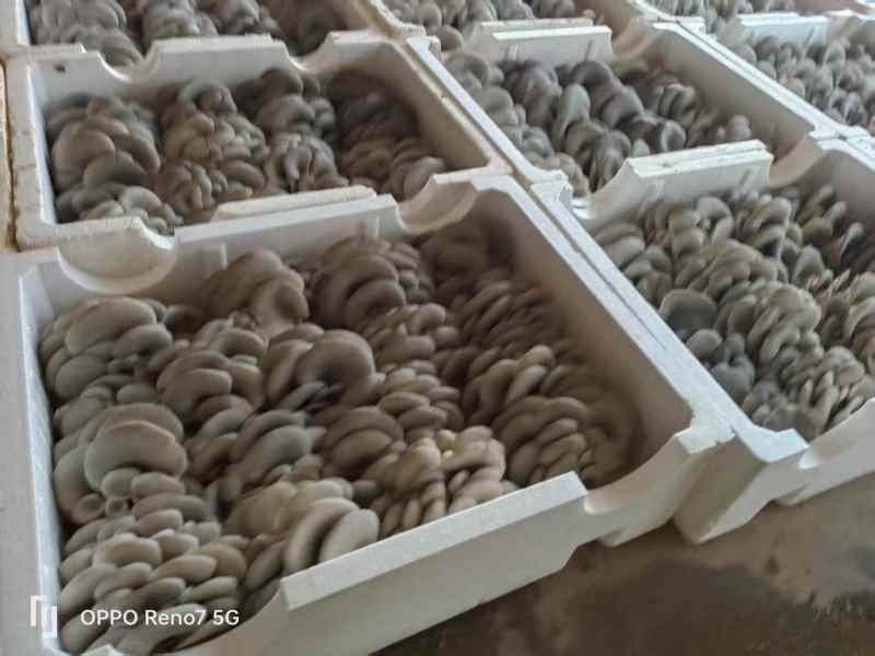 平菇，自有种植基地，产地现货支持批发商超走货