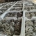 平菇，自有种植基地，产地现货支持批发商超走货