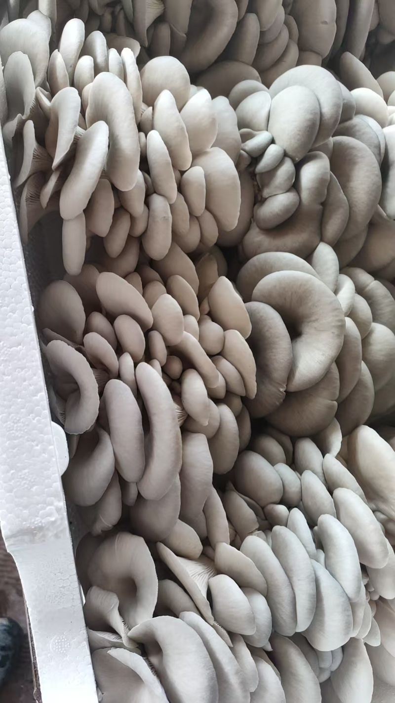 平菇，自有种植基地，产地现货支持批发商超走货