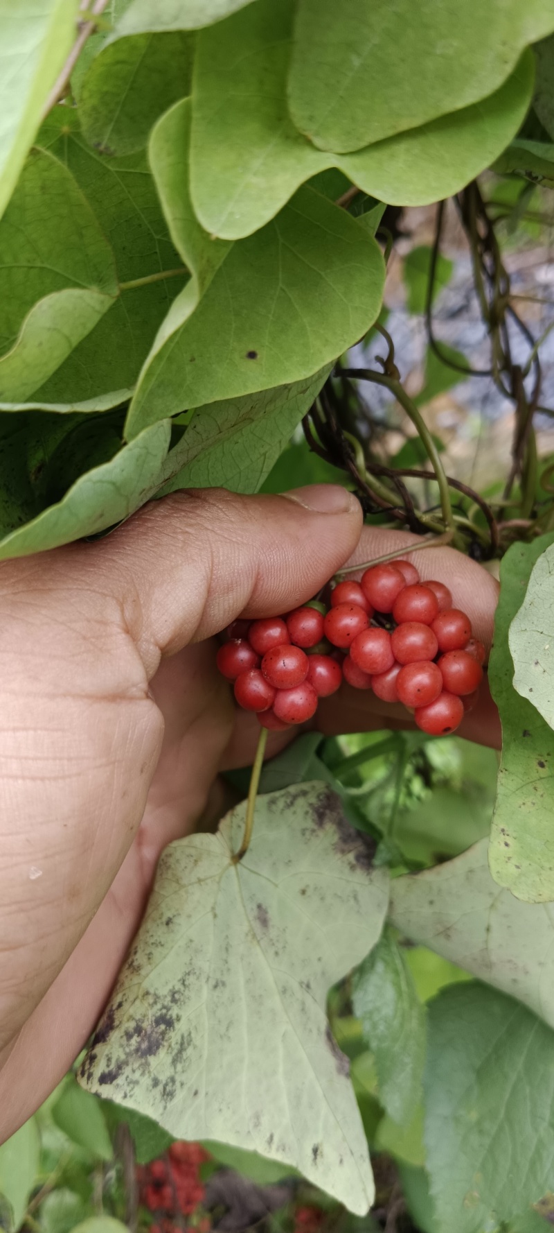 【粉防己苗】根茎苗江西道地药材诚信经营支持视频看货