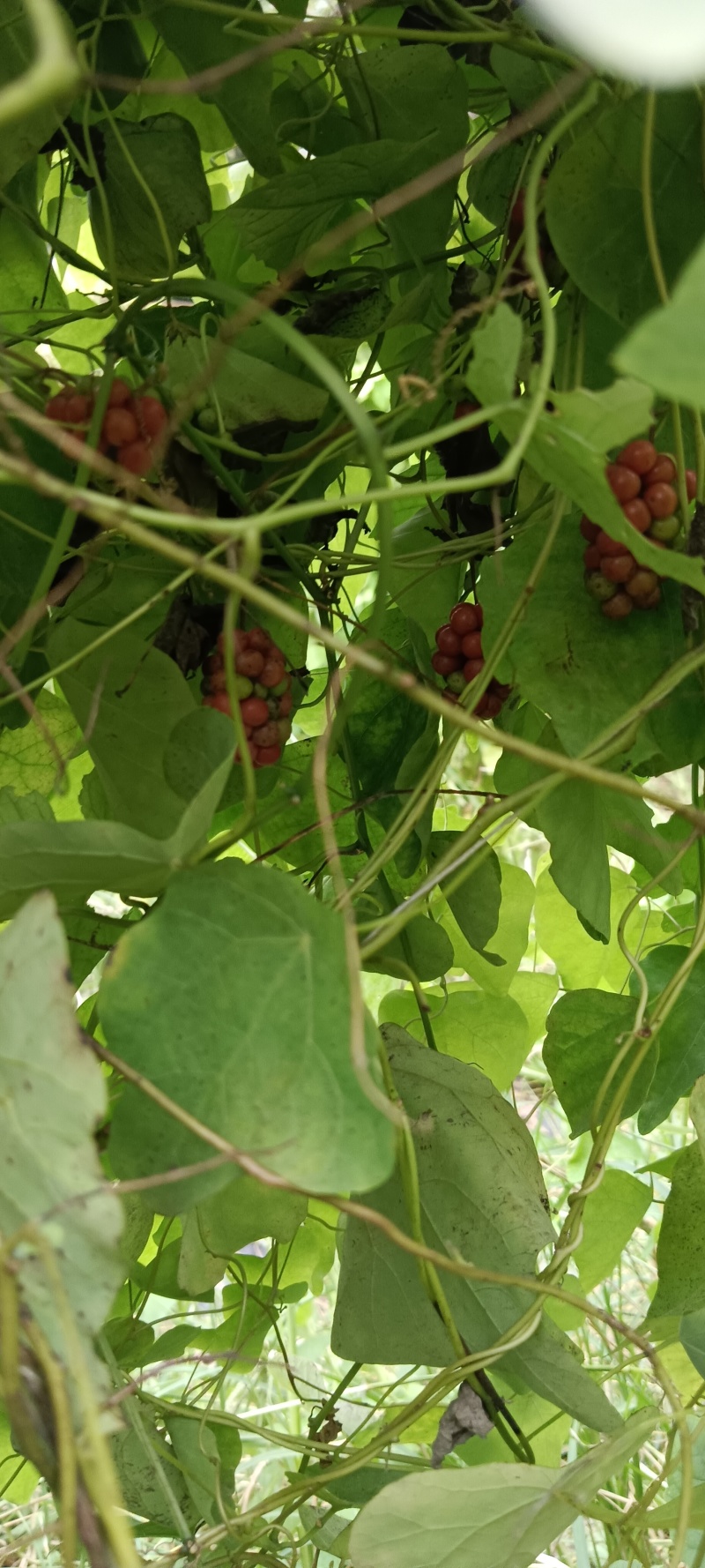 【粉防己苗】根茎苗江西道地药材诚信经营支持视频看货