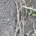 新疆伊犁昭苏县高含量黄芪