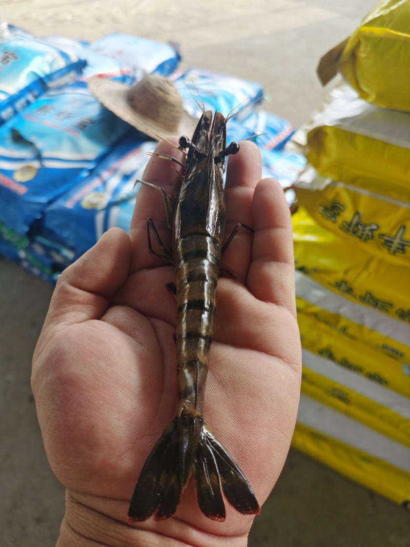 福建金刚虾