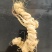 精品竹节参大量供应可视频看货欢迎来电采购洽谈