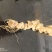 精品竹节参大量供应可视频看货欢迎来电采购洽谈