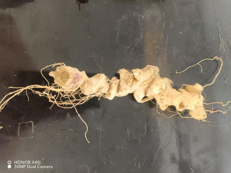 精品竹节参大量供应可视频看货欢迎来电采购洽谈
