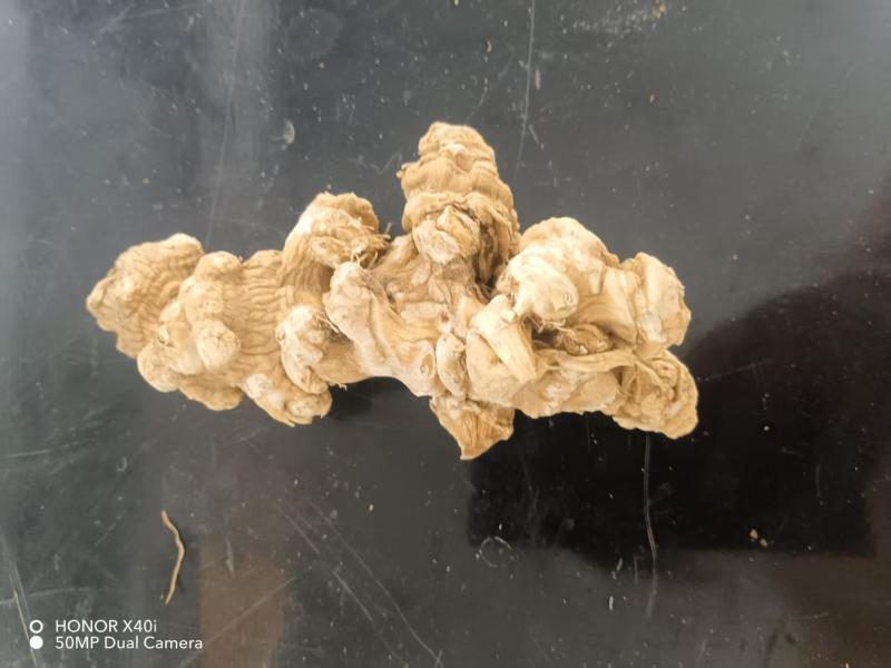 精品竹节参大量供应可视频看货欢迎来电采购洽谈