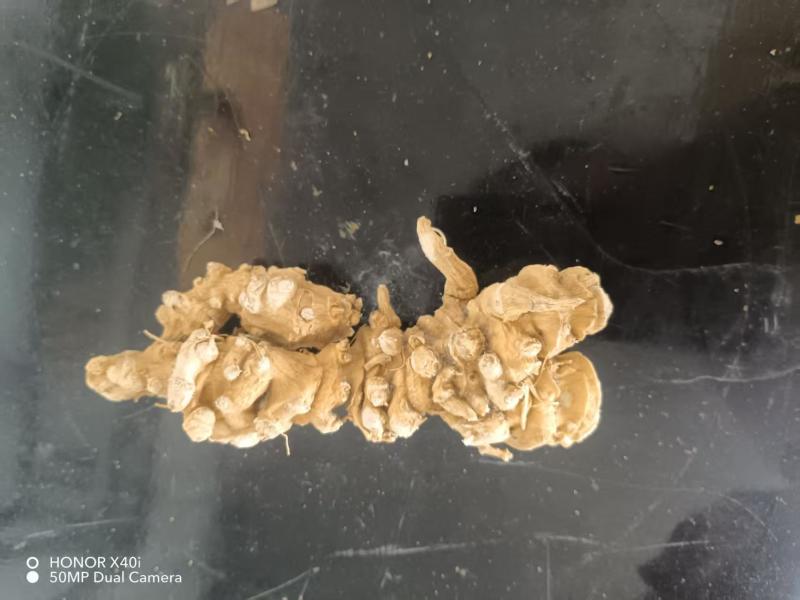 精品竹节参大量供应可视频看货欢迎来电采购洽谈