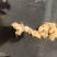精品竹节参大量供应可视频看货欢迎来电采购洽谈