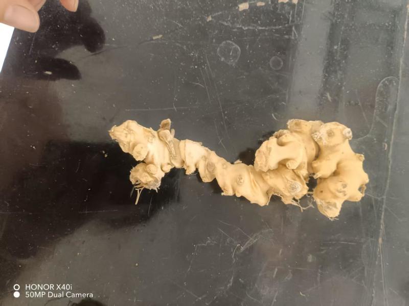 精品竹节参大量供应可视频看货欢迎来电采购洽谈