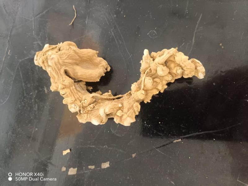 精品竹节参大量供应可视频看货欢迎来电采购洽谈
