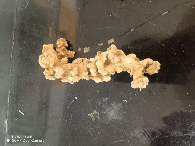 精品竹节参大量供应可视频看货欢迎来电采购洽谈