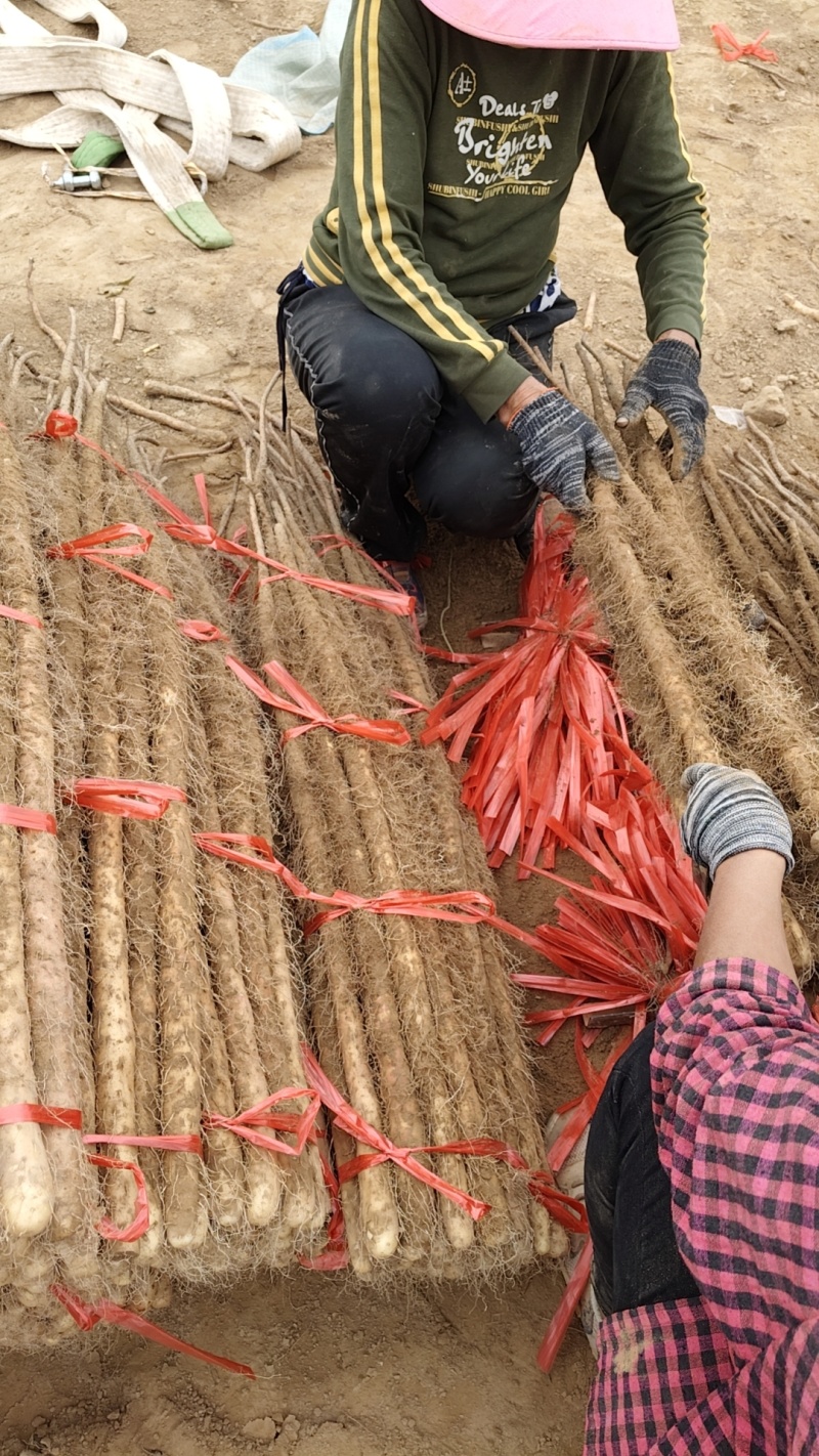 灵宝鲜铁棍山药2025年