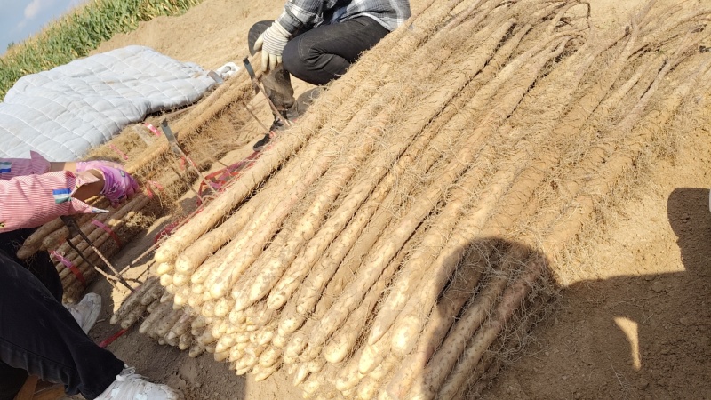 灵宝鲜铁棍山药2025年