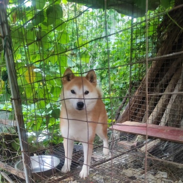 柴犬