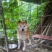 柴犬