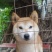 柴犬