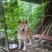柴犬