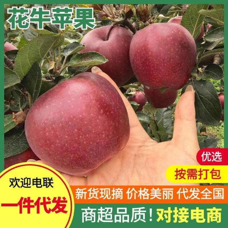 甘肃天水花牛苹果产地直销质量保证市场档口商超均可发货