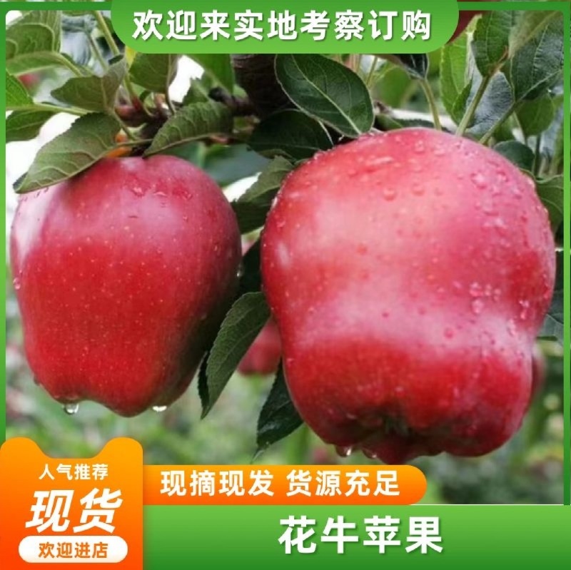 甘肃天水花牛苹果产地直销质量保证市场档口商超均可发货