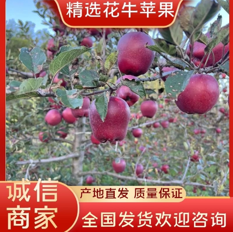 甘肃天水花牛苹果产地直销质量保证市场档口商超均可发货