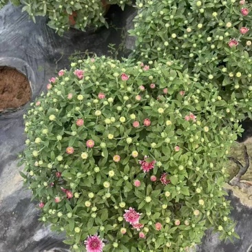 菊花球菊大量供应产地直发量大优惠品质保证可视频看货