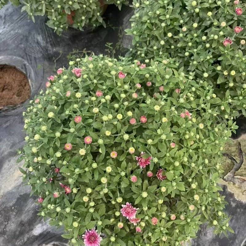 菊花球菊大量供应产地直发量大优惠品质保证可视频看货