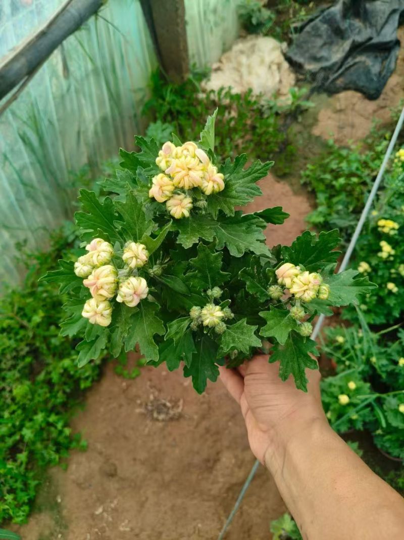 菊花球菊大量供应产地直发量大优惠品质保证可视频看货