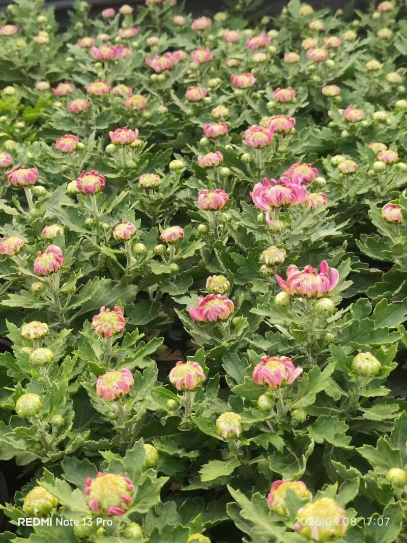 菊花球菊大量供应产地直发量大优惠品质保证可视频看货