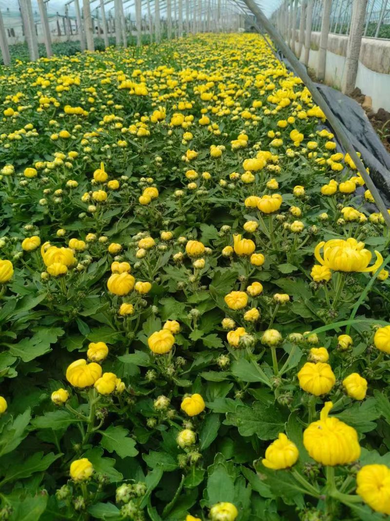 菊花球菊大量供应产地直发量大优惠品质保证可视频看货