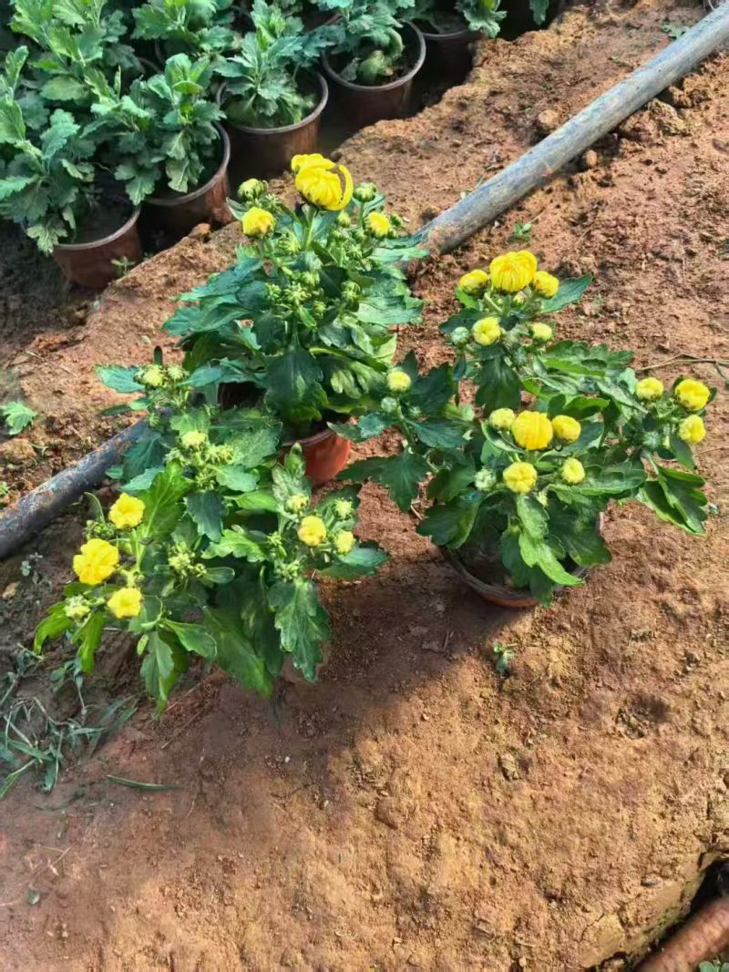 菊花球菊大量供应产地直发量大优惠品质保证可视频看货