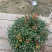 菊花球菊大量供应产地直发量大优惠品质保证可视频看货