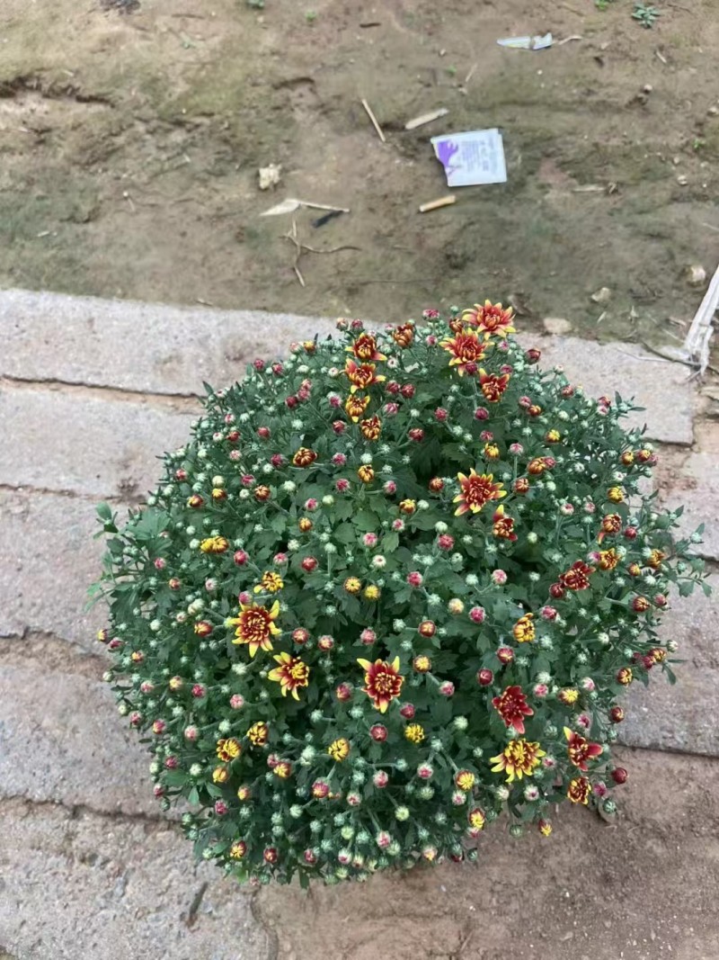 菊花球菊大量供应产地直发量大优惠品质保证可视频看货