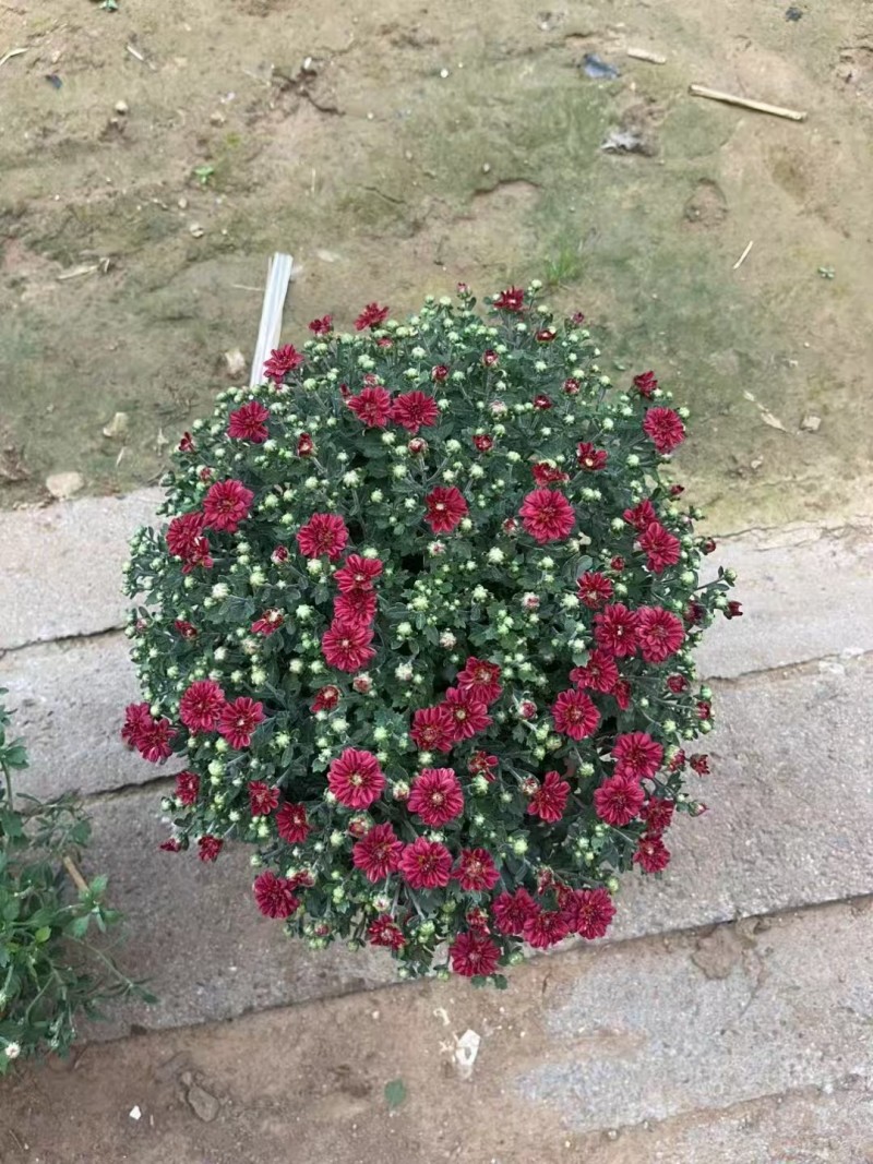 菊花球菊大量供应产地直发量大优惠品质保证可视频看货