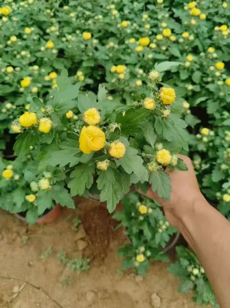 菊花球菊大量供应产地直发量大优惠品质保证可视频看货