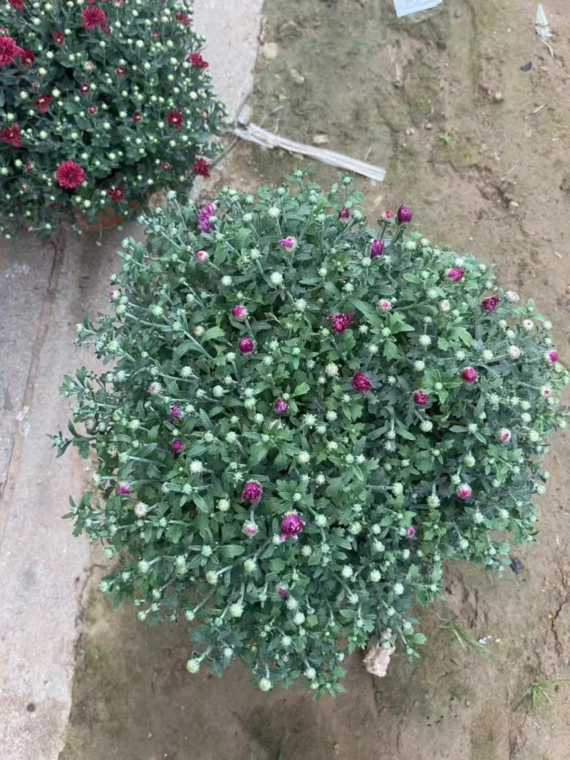 菊花球菊大量供应产地直发量大优惠品质保证可视频看货